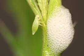 However, if you find a sizable population of spittlebugs then look for where they are concentrated to know where you should focus your application. How To Get Rid Of Spittlebugs