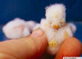 Nest site is in cavity in tree or in giant cactus, usually old woodpecker hole, but sometimes natural hollow in tree. Breeding Ferruginous Pygmy Owl Glaucidium Brasilianum Birds Of The World