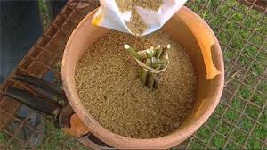 Image result for cuttings of roses