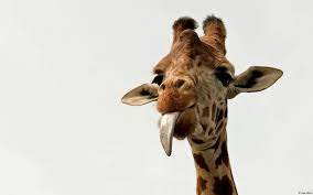 Wallpapers Giraffe Pictures Giraffe Funny Giraffe Pictures