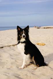 Maybe you would like to learn more about one of these? Border Collie A Problem Dog Planet Hund