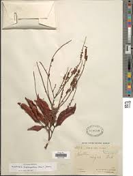 Image result for Microcharis remotiflora