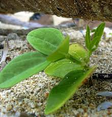 Image result for Chamaecrista zambesica