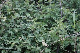 Image result for Phyllanthus pinnatus