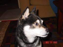 Maybe you would like to learn more about one of these? First Pet Vet Phoenix The Y Guide