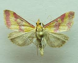 Image result for Pyrausta sanguinalis