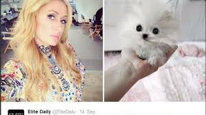 2002 sah die heute 34jährige paris hilton in dem film „natürlich blond! einen ähnlichen hund wie es die herzensliebe tinkerbell war. Promi Talk Ein Prinz Fur Paris Und Der Wunsch Von Udo