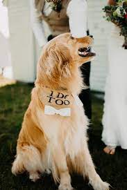 Ring Bearer Ring Bearer Wedding Wedding Pets Dog Wedding