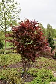 Easy care, holds its red if you are looking for the best purple foliaged japanese maple, then acer palmatum emperor 1′ could. Emperor I Japanese Maple Acer Palmatum Wolff In Lafayette Louisiana La At All Seasons Nursery