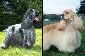 Cocker Spaniel Vs English Cocker Spaniel Information