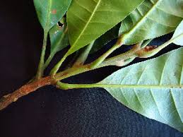 Image result for Pouteria adolfi-friedericii