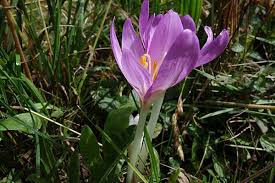 Bianco viola lilla rosa fucsia rosso. Zainoinspalla La Natura In Montagna Fiori