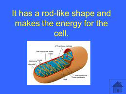 We did not find results for: Animal Cells 500 Plant Cells Cells In General Moving In And Out Mixed Bag Ppt Download