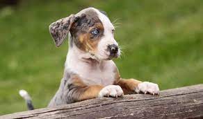Check spelling or type a new query. Catahoula Leopard Dogs Breed Facts Health And More
