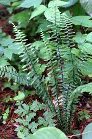 Image result for Asplenium elliottii