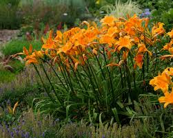 For example, the hostas and the wild flowers in the last two pics give a 'been there for a long time' feeling rather than a brand new bed of do you like to keep you front yard simple or go all out with landscaping? Designing With Daylilies Walters Gardens Inc