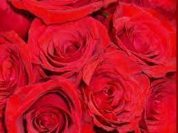 Paper Rosie Gene Watson Beautiful Original Recording Paper Roses Gene Watson Country Music Videos
