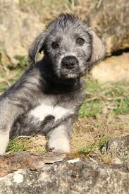 Puppyfinder.com is your source for finding an ideal irish wolfhound puppy for sale in usa. Pin On I Want An Iris Wolfhound