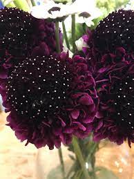 A trader joe's cashier surprised a single mom with grocery store flowers. Found These At Trader Joe S Whatsthisplant