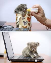 Pin By Suzan Parrish On Cute Animals Cute Baby Animals Baby Animals Baby Koala