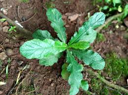 Image result for Elephantopus scaber