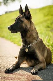 Belgian Malinois Veterinerler Ve Belcika