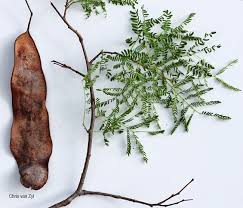 Image result for Albizia brevifolia