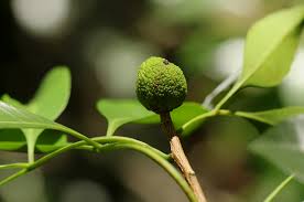 Image result for Vepris