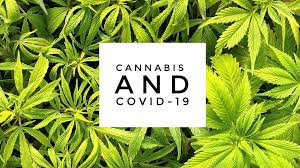 The combination of delayed onset time and potency. Cannabis And Coronavirus Medical Marijuana Smokers Advised To Seek Alternatives During Covid 19 Pandemic Abc7 New York