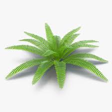 Fern 3 3d Model Ad Fern Model Aesthetic Template Business Cards Diy Templates 3d Model