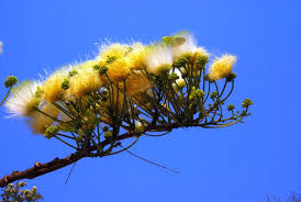 Image result for Albizia antunesiana