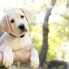 The whole pet vet hospital's blog has been ranked in the top 100 veterinarian blogs of 2018! Atlantic St Veterinary Hospital Pet Emergency Center Roseville Ca