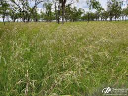 Image result for Themeda