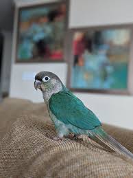 Meet Tank My Yellow Sided Turquoise Green Cheek Conure Conure Parrots Pet Birds Conure