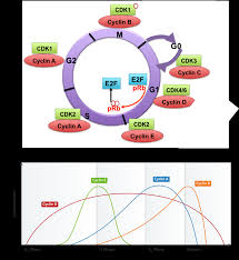 Dna structure and bases coloring page from biology category. Chapter 9 Dna Replication Chemistry