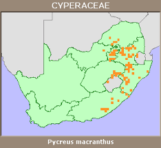 Image result for Pycreus macranthus