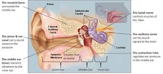 Middle Ear Surgery Glacier Ear Nose Throat Ent Clinic Serving Nw Montana