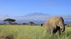 Erleben sie die big five auf safari in einem der zahlreichen nationalparks, besteigen sie mit dem kilimanjaro den höchsten berg afrikas oder entspannen sie an den. Tansania Reisen Safaris Skr Reisen