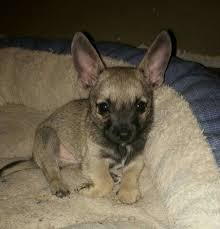 The muzzle is short and slightly pointed, short nose. My Beautiful Toxirn He Is A Cairn Terrier Chihuahua Named Radar Chihuahua Names Cairn Terrier Chihuahua