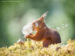 Pin On Wildlife Photos