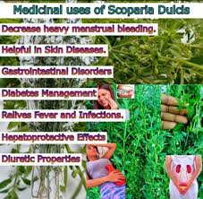 Image result for Scoparia dulcis
