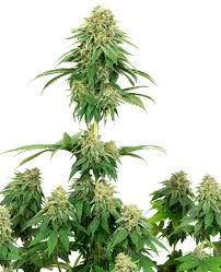Og kush and poison durban combine to create this dominant indica plant which obligatorily has compact resinous buds structure of tinted purple leaves. Girl Scout Cookies Feminized White Label Sensi Seeds