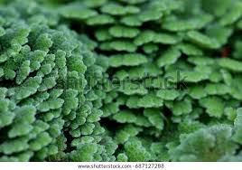 Image result for Azolla pinnata