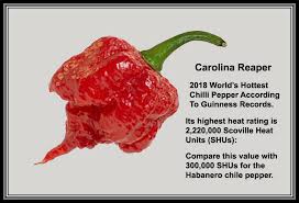 Chile Peppers