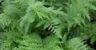 Image result for Oxygonum fruticosum