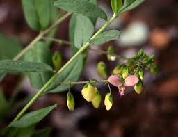 Image result for Polygala sphenoptera