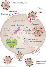 Mittlerweile hat er durch den hersteller den namen spikevax erhalten. Https Www Pei De Shareddocs Downloads De Newsroom Dossiers Ppt Erste Studie Sars Cov 2 Impfstoff Pdf Blob Publicationfile