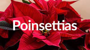 Poisonous Christmas Plants For Pets Christmas Plants Christmas Animals Pet Health