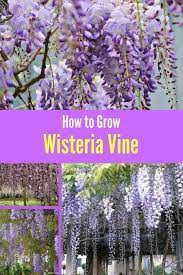 Pin On Flower Garden For Beginners