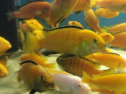 Akvaryum Baliklari Show Boy Jumbo Sari Prensesler African Cichlids Ocean Fishing Cichlids